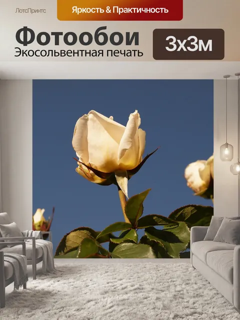 Фотообои Розы