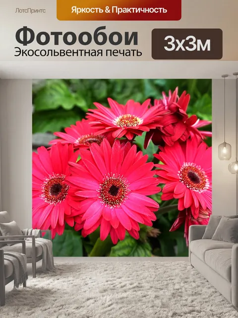 Фотообои Маргаритки