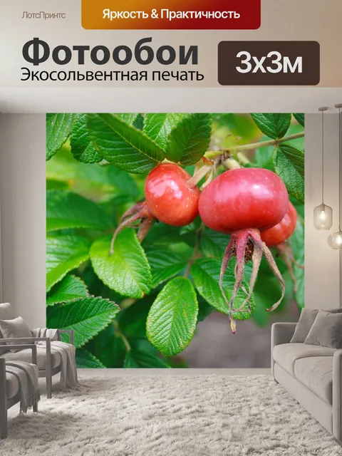 Фотообои Роза hips