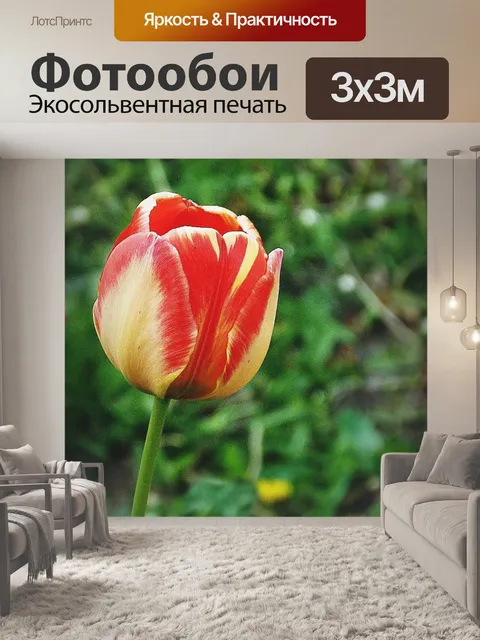 Фотообои Красочные тюльпаны