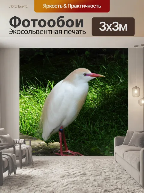 Фотообои KC зоопарк Bird 2