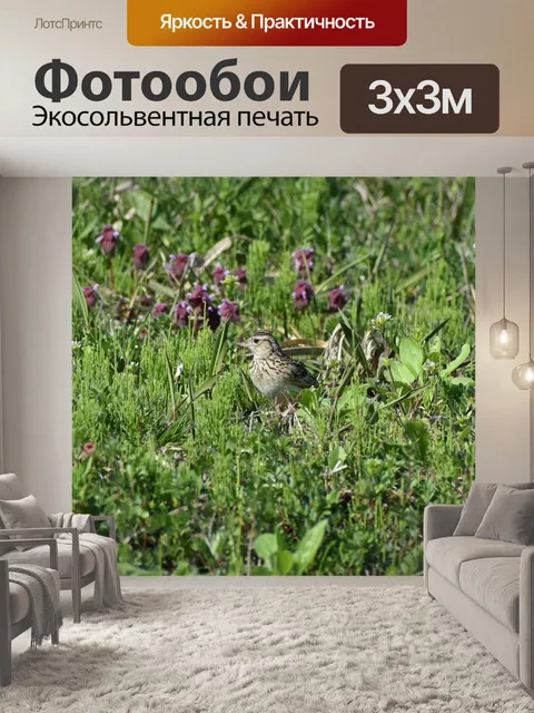 Фотообои Животное