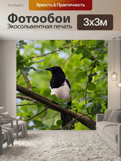 Фотообои Сорока