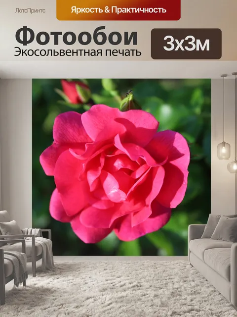 Фотообои Роза