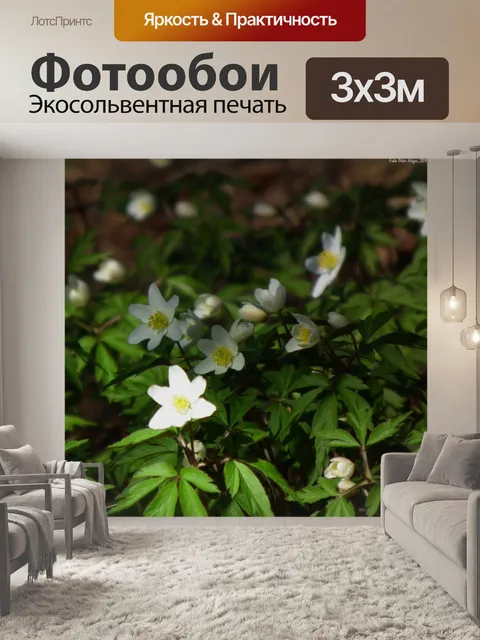 Фотообои Весенние цветы, анемоны