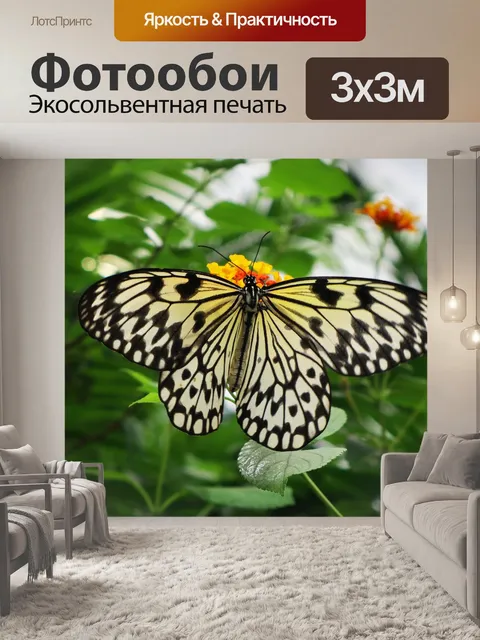 Фотообои Бабочка