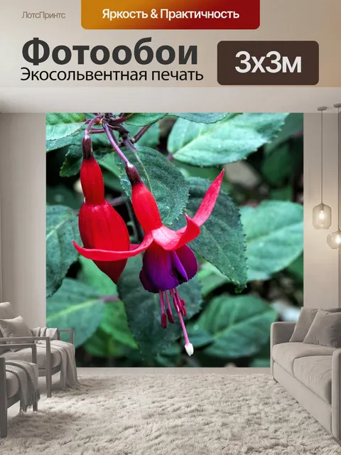 Фотообои Цветы Фуксии