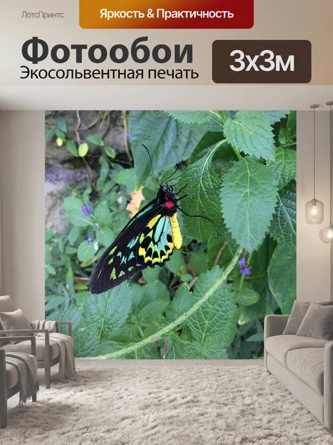 Фотообои Бабочка