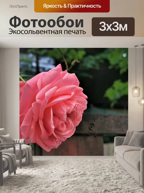 Фотообои Розовая роза