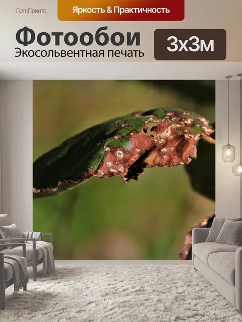 Фотообои Листья