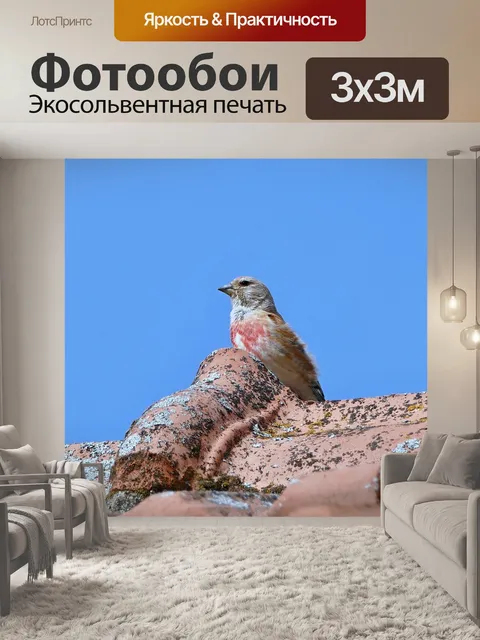 Фотообои Птица
