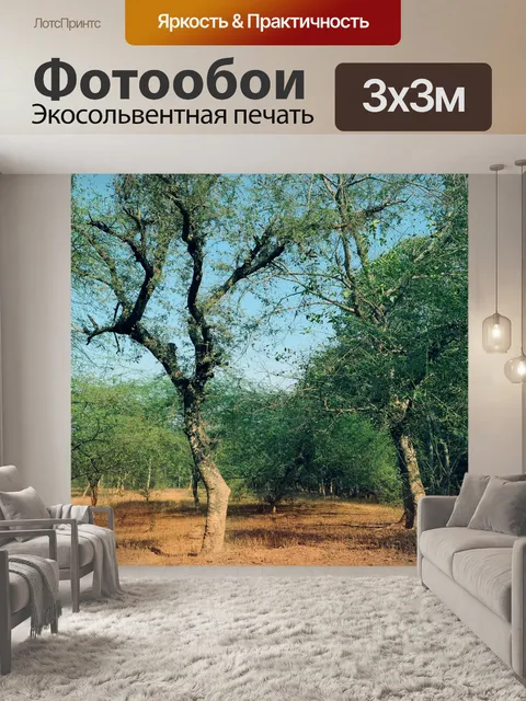 Фотообои Деревья и листья 41