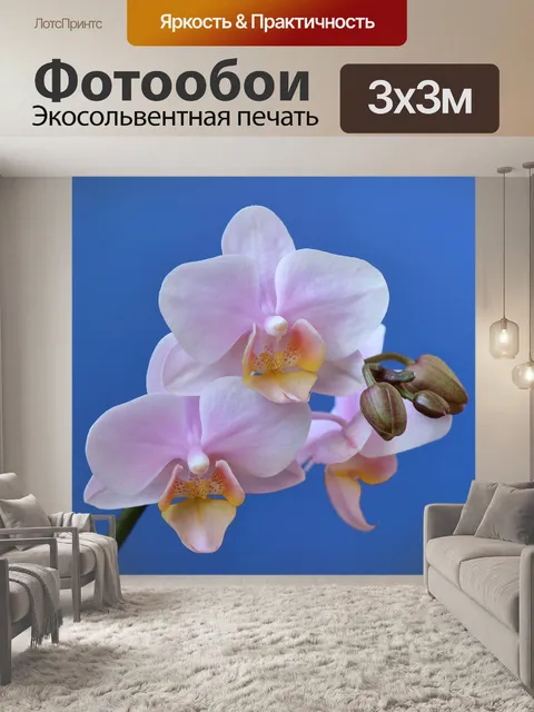 Фотообои Орхидея