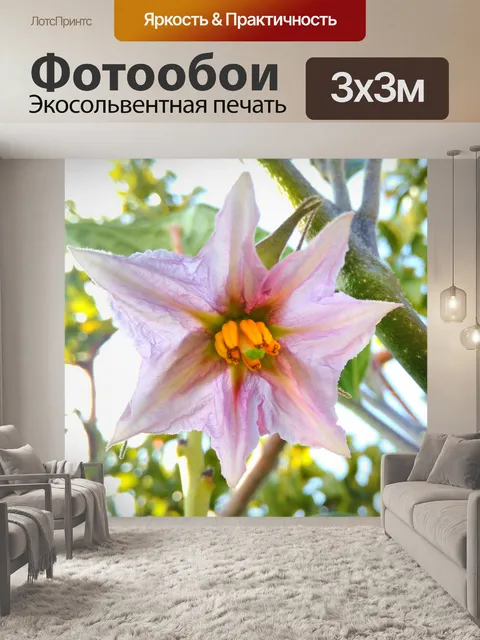 Фотообои Баклажаны цветок
