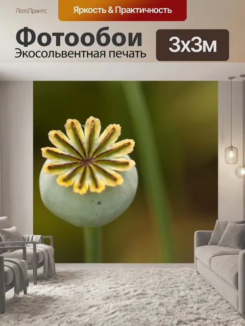 Фотообои Маком Руководитель Макро