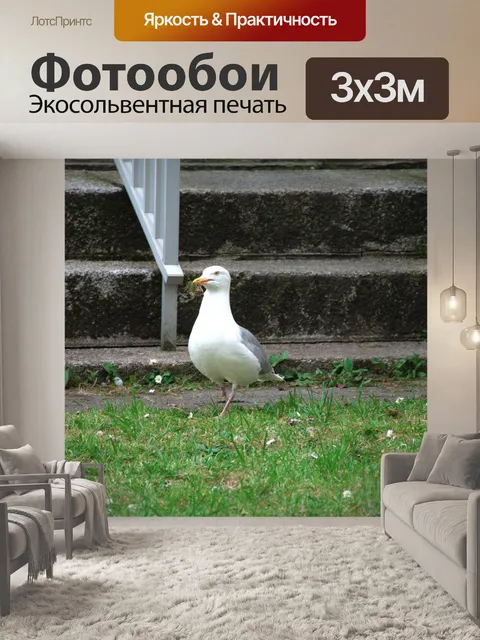Фотообои Чайка гуляет по траве