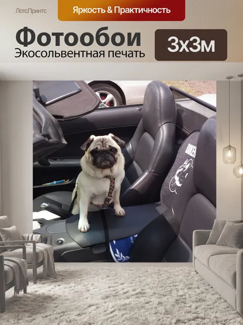 Фотообои Собака