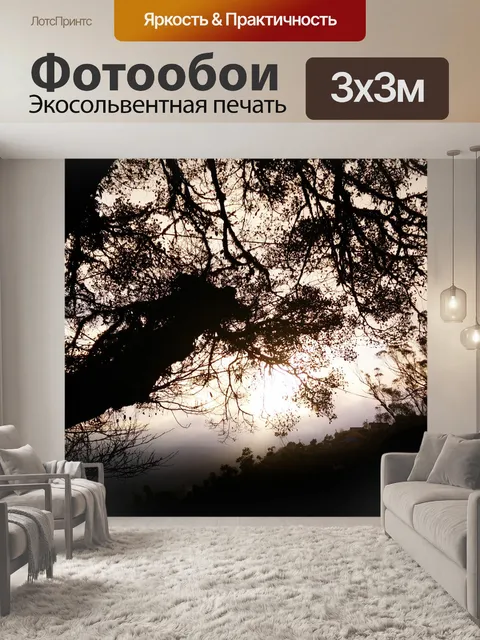 Фотообои Свет в лесу