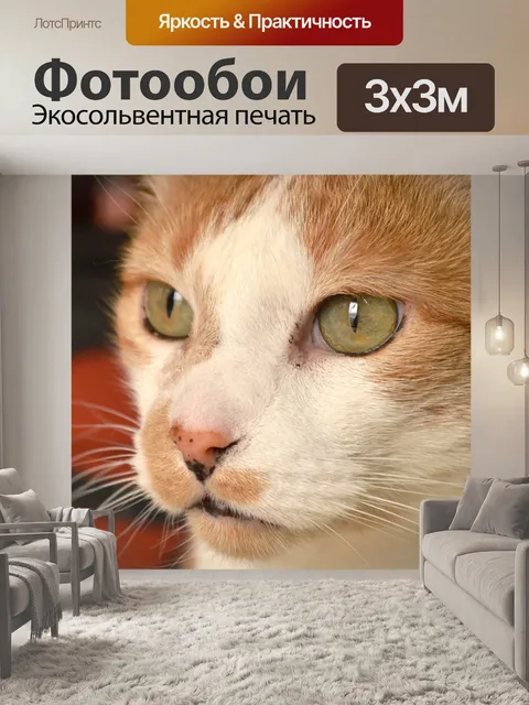 Фотообои Кошка