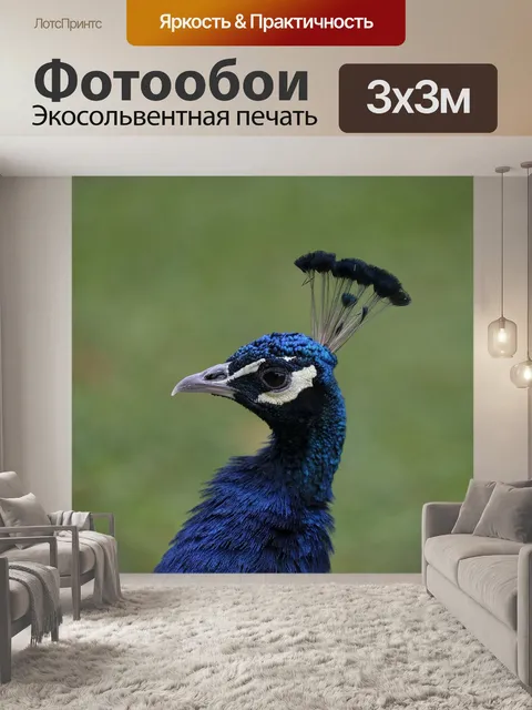 Фотообои Птица