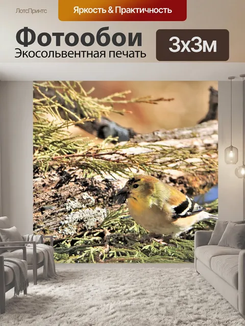 Фотообои Мужской гольфист на ветвях кедра