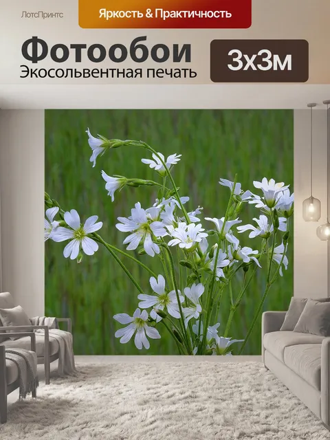 Фотообои Цветы