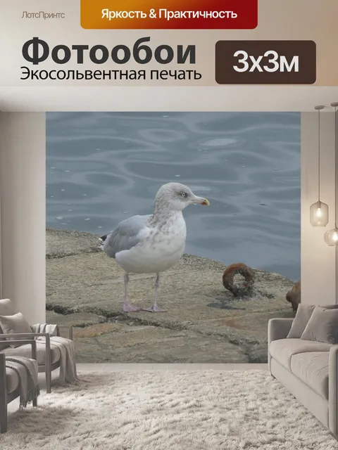 Фотообои Чайка, идущая на пирсе