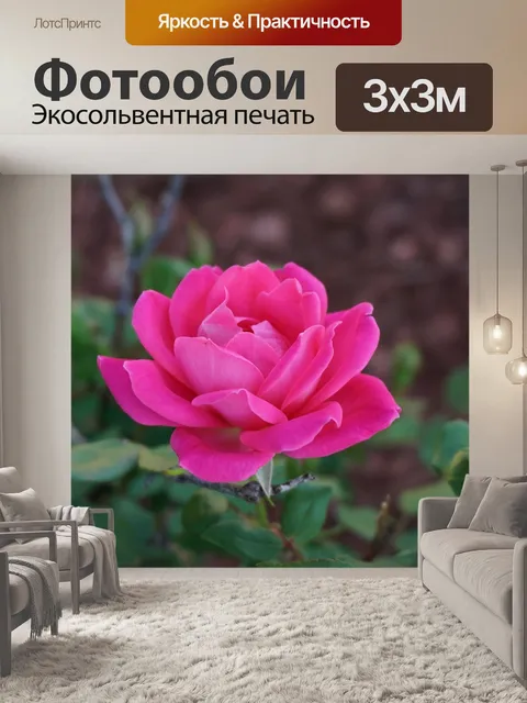 Фотообои Роза