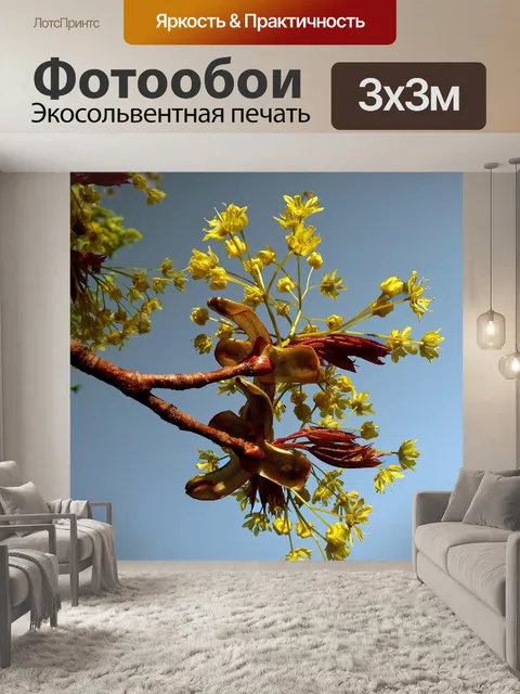 Фотообои Клен
