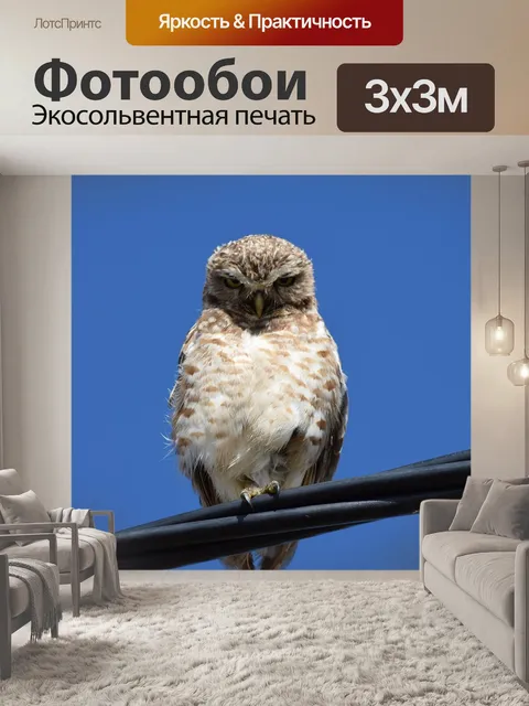 Фотообои Совы