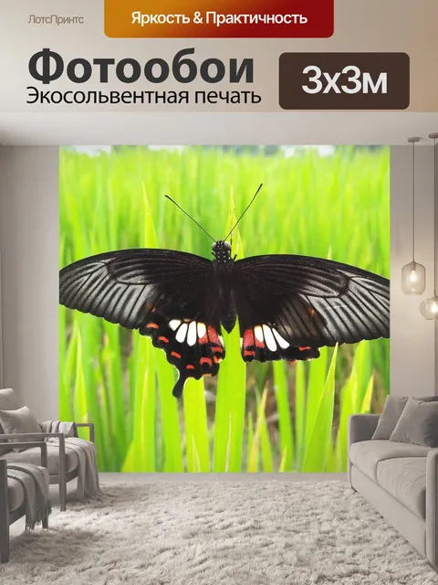 Фотообои Бабочка