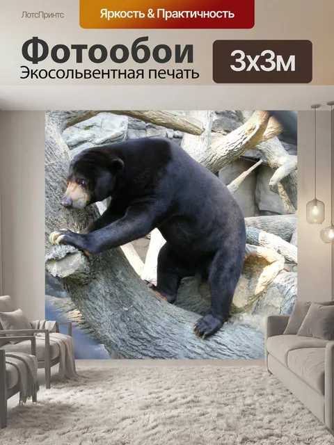 Фотообои Солнце Медведь