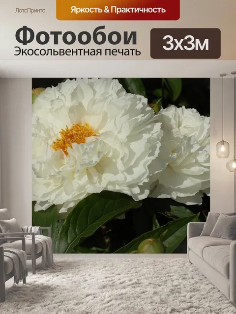 Фотообои белые цветы желтой серединкой