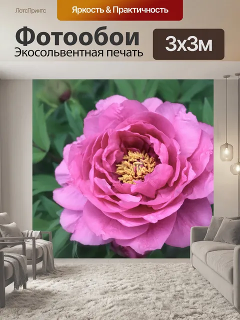 Фотообои Розовый цветок пиона