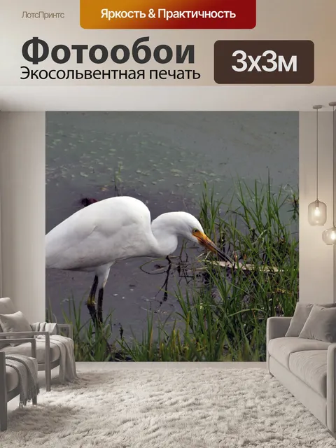 Фотообои Белая цапля в болоте