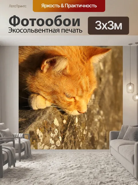 Фотообои Кот