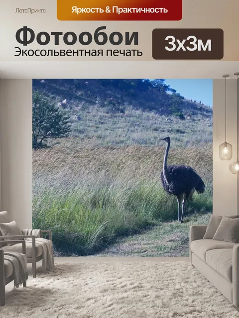 Фотообои серая самка страуса приближается