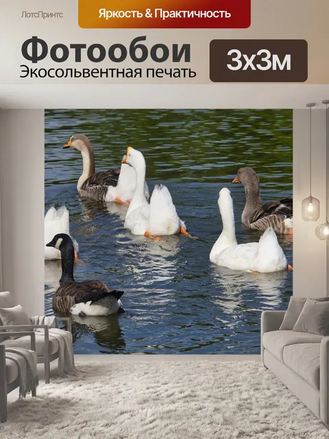 Фотообои Гуси
