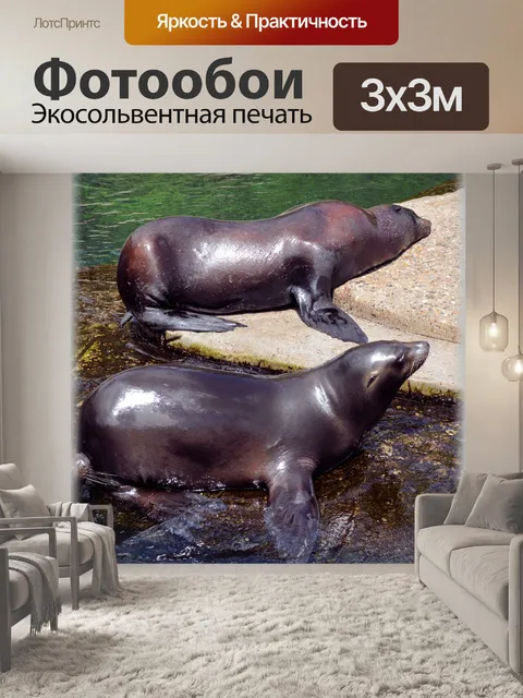 Фотообои Морские Львы 13 (серия 22)