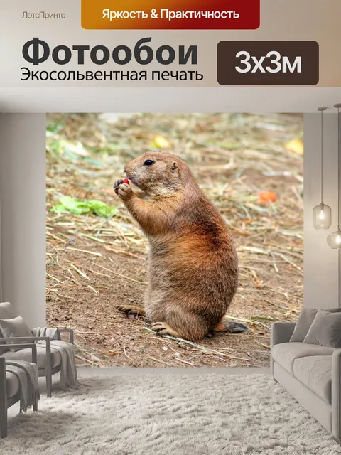 Фотообои Прейри-собака