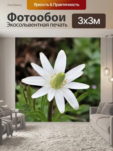 Фотообои Анемона белая Каролина крупным планом