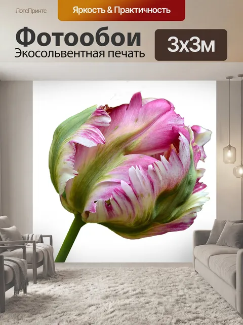 Фотообои Тюльпан