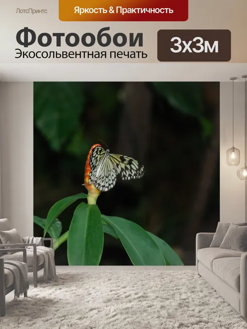 Фотообои Бабочка
