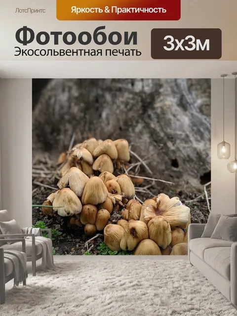 Фотообои Гриб