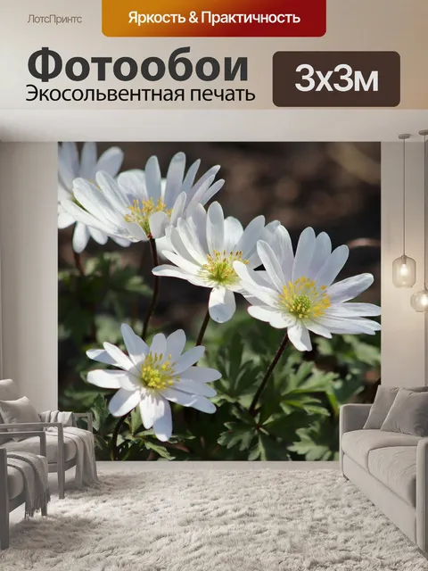Фотообои Расцветает
