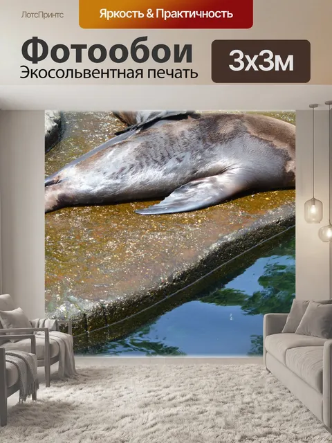Фотообои Морские львы 06 (серия 22)