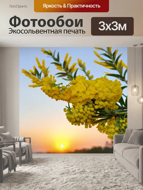 Фотообои мимоза, изображенная на фоне заката, когда её желтые цветы кажутся ещё более яркими в золотых лучах