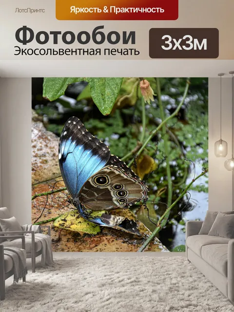 Фотообои Бабочка
