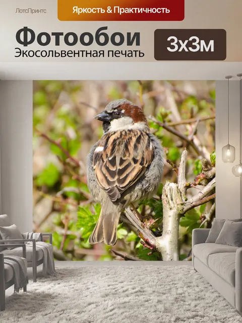 Фотообои Птица