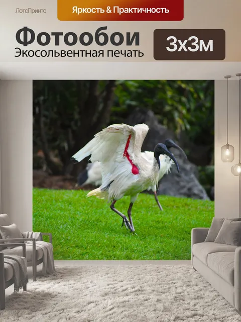 Фотообои Ibis в ботанический сад